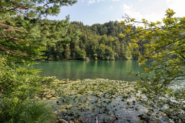 Sakin göl, canlı ağaçlar ve bitkilerle çevriliyken güneş ışığını yansıtır. Lily pedleri suda yüzer, huzurlu bir ortamda pitoresk bir doğa sahnesi yaratır..