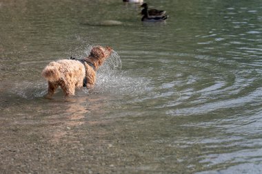 Neşeli bir köpek gölün sığ kesimine su sıçratır ve meraklı ördekler yakınlarda huzur içinde yüzerken suyun tadını çıkarır. Sıcak yaz güneşi dinlendirici sahnede parlıyor..