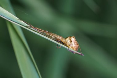 Kahverengi bir örümcek canlı yeşil bir yaprağın üzerinde dinleniyor, doğal ortamına uyum sağlıyor. Görüntü gün ışığında doğanın güzelliğini yakalıyor, örümceğin vücudunun ince detaylarını gözler önüne seriyor..