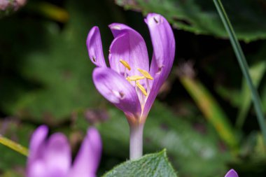 Çiçek açan parlak mor yapraklar, baharda bir bahçede yemyeşil yapraklarla çevrili sarı pullu zengin bir iç mekan ortaya çıkarır..