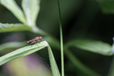 Küçük bir böcek, yumuşak yapraklarla çevrili canlı yeşil bir yaprağın kenarında yatar. Sahne, doğanın karmaşık detaylarını gün ışığında yakalıyor ve küçük yaratıkların güzelliklerini gözler önüne seriyor..