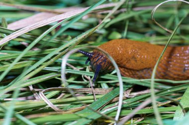 Turuncu bir sümüklü böcek yeşil çimen yatağında yavaşça hareket eder ve belirgin dokusunu ve renklerini gösterir. Güneş ışığı çimenleri aydınlatır, sümüklü böceklerin benzersiz özelliklerini vurgular..
