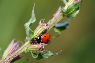Canlı bir uğur böceği yeşil bir bitki gövdesi boyunca parlak gün ışığı altında narin yapraklarla hareket eder, çarpıcı kırmızı ve siyah renklerini sakin bir bahçe ortamında gösterir..