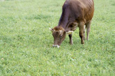 Kahverengi bir inek yemyeşil bir alanda huzur içinde otluyor. Hayvan, güneş batarken taze otların tadını çıkararak doğayla dolu sakin bir kırsal manzara yaratıyor..