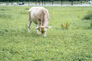 Açık renkli bir inek, geniş bir arazide taze otların üzerinde huzur içinde otluyor. Çayır ağaçlarla çevrili, öğleden sonra ışığında sakin bir atmosfer yaratıyor..