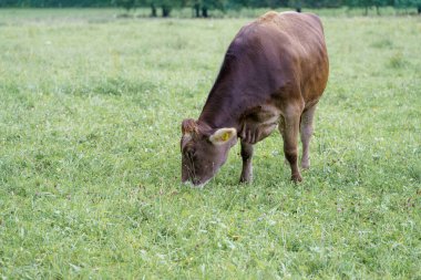 Kahverengi bir inek, ağaçlarla çevrili güneşli bir çayırda yemyeşil çimlerde huzur içinde otluyor. Bu sakin sahne, doğadaki kırsal yaşamı gündüz görüntülüyor..