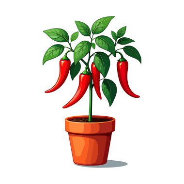 Red Chili Biber Bitkisi - Ev Bahçesi ve Baharatlı Yemek Çizimi