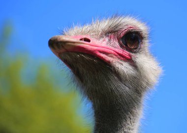 Ortak devekuşu (Struthio camelus)--dan belgili tanımlık doğurmak Zimbabve mavi Başkanı yakın çekim.