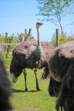 Kadın ortak devekuşu (Struthio camelus)--dan belgili tanımlık doğurmak Zimbabve mavi.