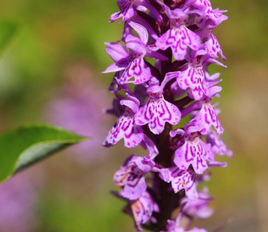 Dactylorhiza fuchsii çiçekleri, ortak orkide benekli..