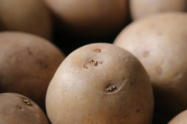 Close Very Young Sprouts Potato — Stock Photo, Image