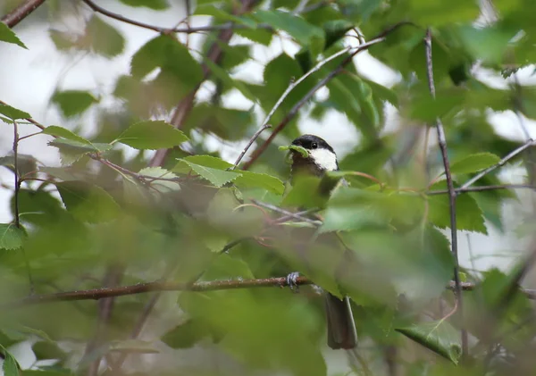 Gran Teta Parus Major Sentado Abedul —  Fotos de Stock