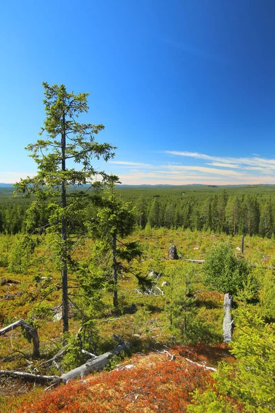 Kilátás Granberget Vasterbotten Svédország — Stock Fotó