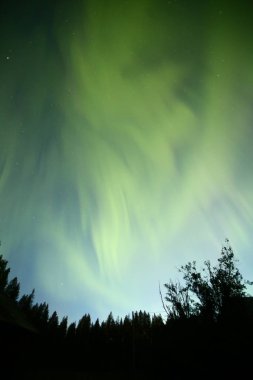 Aurora borealis Kuzey İsveç'te orman üzerinde.