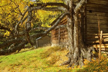 Eski ve çetrefilli huş Gallejaur Norrbotten, İsveç'te günlük kulübede önünde.