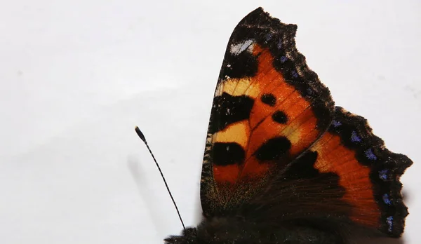 小さな Turtoiseshell Aglais ナミハダニの右の側面 — ストック写真