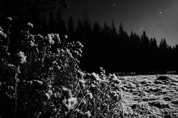 Černé Bílé Image Keř Severské Zimní Noci — Stock fotografie