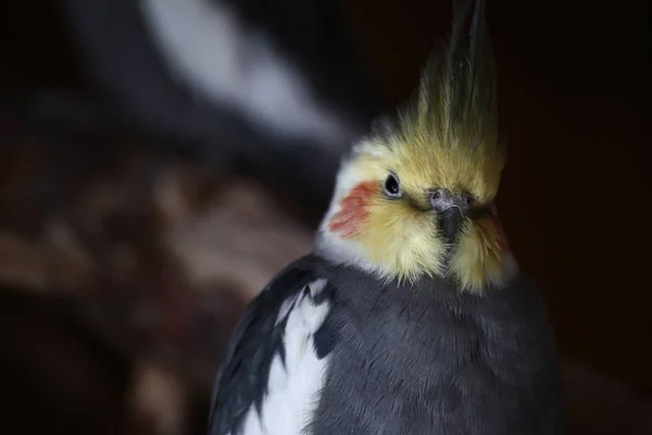 Portrét mužského cockatielu s tmavým pozadím — Stock fotografie