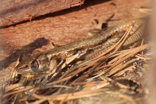 Lézard vivipare, Zootoca vivipara, se baigner au soleil — Photo