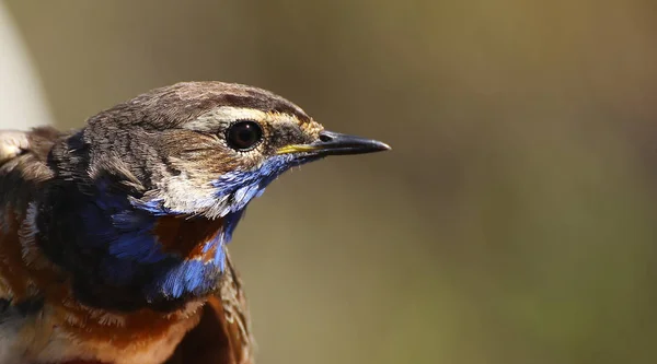 Portret van Luscinia svecica, de rood gevlekte Bluethroat — Stockfoto