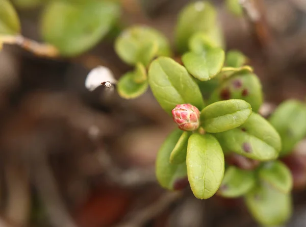 Bourgeons floraux de Vaccinium vitis-idaea, la myrtille — Photo