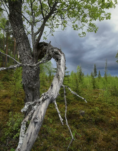 Gnarled vide och mörka moln i Brannberget naturreservat i norra Sverige — Stockfoto