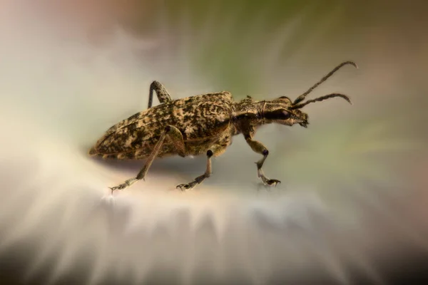 Macro disparo de inquisidor de Rhagium (barrenador de pino acanalado) con efecto borroso circundante — Foto de Stock