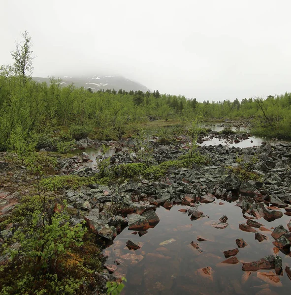 Болото в Никкалукте в Швеции в дождливый день — стоковое фото