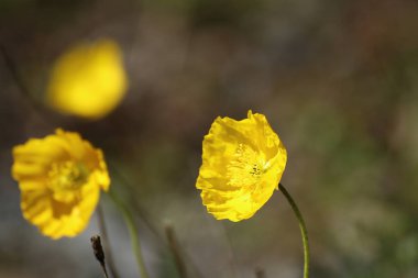 Papaver croceum çiçekleri, Buz haşhaş