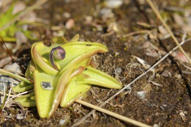 Pinguicula vulgaris erken tomurcuk, Ortak butterwort