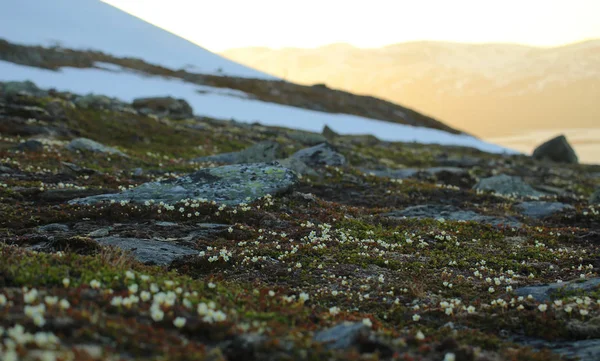 Many flowering cushions of Diapensia lapponica in Northern Sweden — Stock Photo, Image