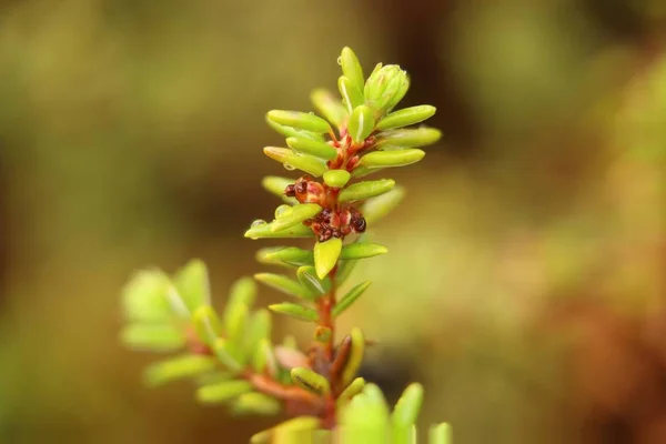 Makro der jungen Blüten von empetrum nigrum, der Krähenbeere — Stockfoto