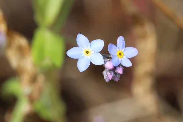 Myosotis decumbens, a Forget me nie gatunki — Zdjęcie stockowe