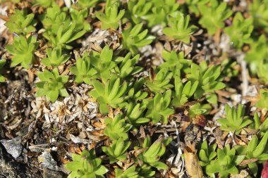 Silene acaulis Makro, yastık pembe