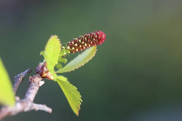 Θηλυκό άνθος της Betula pubescens, η βρήση σημύδας — Φωτογραφία Αρχείου