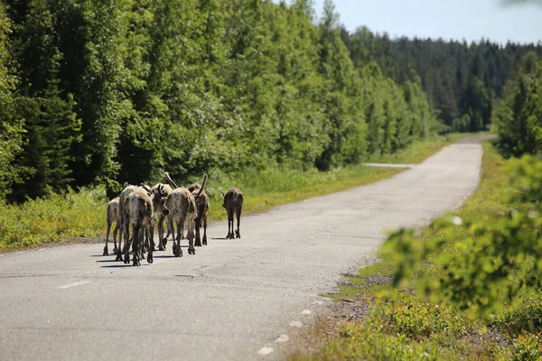 Стадо оленей, идущих по шведской дороге — стоковое фото