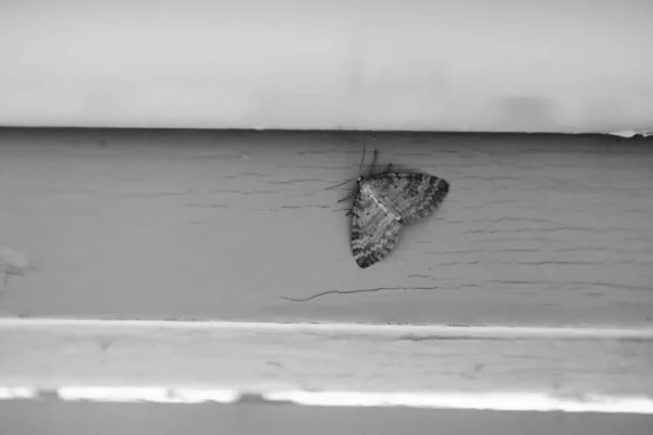 Imagen en blanco y negro de Nola karelica, una polilla del penacho — Foto de Stock