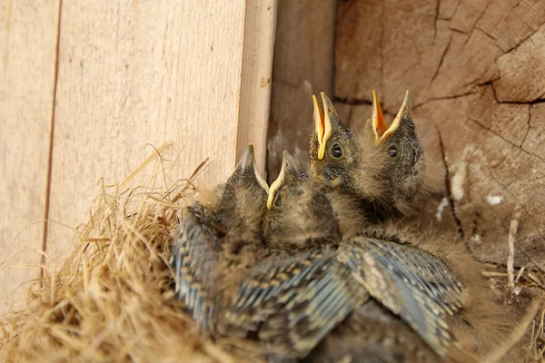 Vier jonge kuikens van Euraziatische Jay (Garrulus glandarius) — Stockfoto