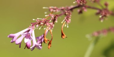 Macro shot, solmuş şırınga çiçekleri josikaea, Macar leylağı