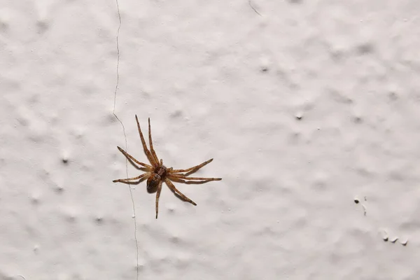 나무로 만든 벽지 위에 앉아 있는 이리 거미 종들 — 스톡 사진