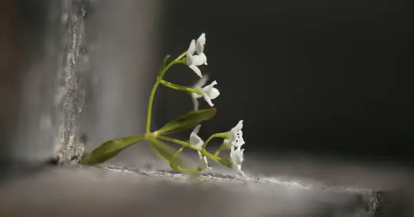 Petites fleurs de Galium palustre (paille de lit commune du marais) dans un éclairage inhabituel — Photo