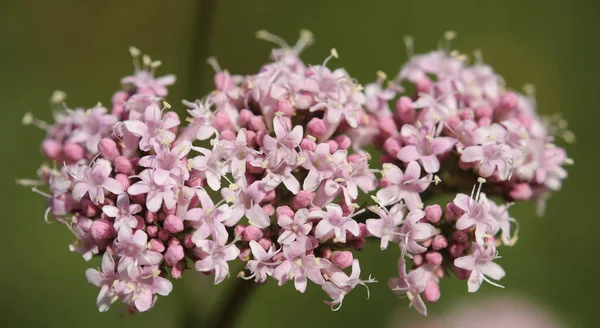 Fiori rosa di pianta valeriana (Valeriana officinalis) — Foto Stock