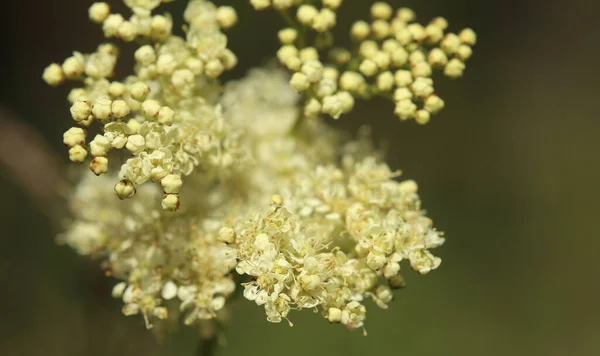 Flores e botões de mosto de hidromel (Filipendula ulmaria ) — Fotografia de Stock