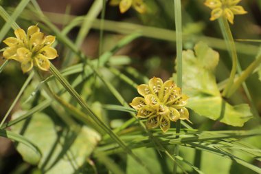 Caltha Palustris 'in köklerindeki tohumlar, bataklık kadife çiçeği.