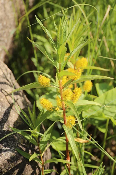 Lysimachia thyrsifolia, den tuftade löst sittande, med blommor — Stockfoto