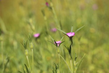 Mısır midyesi (Agrostemma githago) bir kır çiçeği çayırında çiçek açıyor