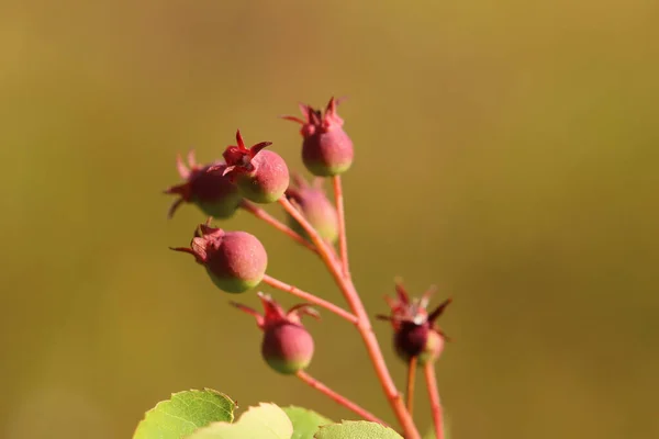 Groupe de baies d'Amelanchier, mûrissant au soleil — Photo