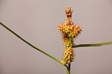 Dikenli türlerin kulaklarının ayrıntılı makrosu (Carex flava toplam)