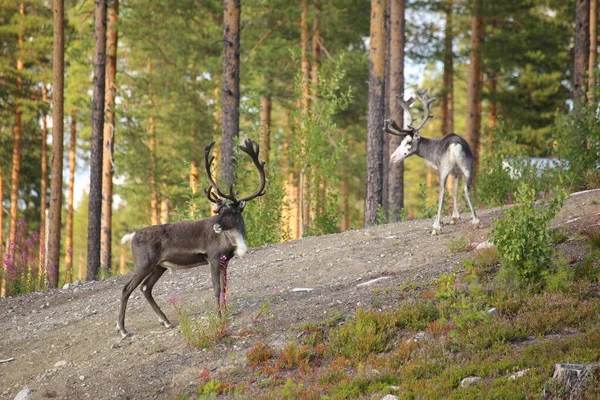A couple of reindeer on gravel road on Northern Sweden — Stock Fotó