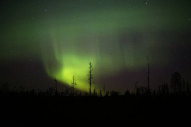 Geceleri orman manzarasının üzerinde kuzey ışıkları